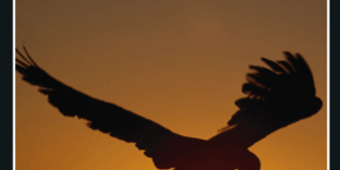 Libro El accionista mayoritario - Petros Markaris