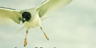 470×470 Libro Las marismas - Arnaldur Indriðason