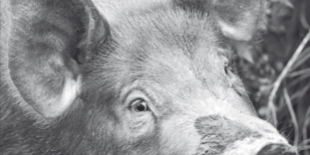 470×470 Libro Trufas para el comisario - Pierre Magnan