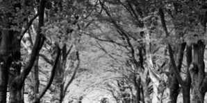 470×470 Libro Después - Rosamund Lupton