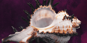 Libro A Capitol Death - Lindsey Davis