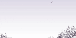 470×470 Libro Los muertos vivientes #8 - Robert Kirkman & Charlie Adlard