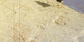 470×470 Libro El cielo llora por mí - Sergio Ramírez